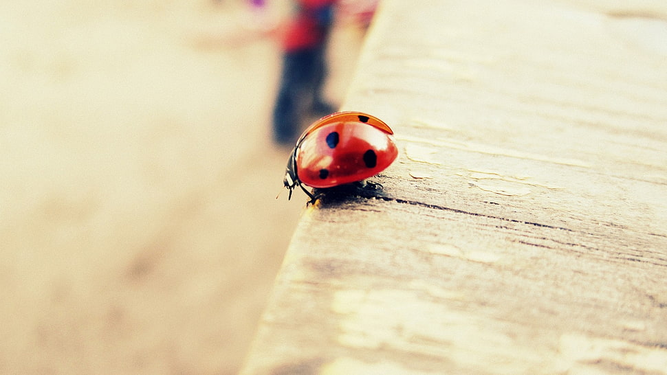 close-up photography of ladybird on beige wood surface HD wallpaper